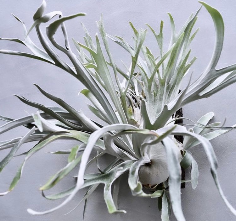 【子株付】ビカクシダ Doi-tung ドイトン 大株 ビカクシダ ドイトン 子株付】ビカクシダ Doi-tung ドイトン 大株