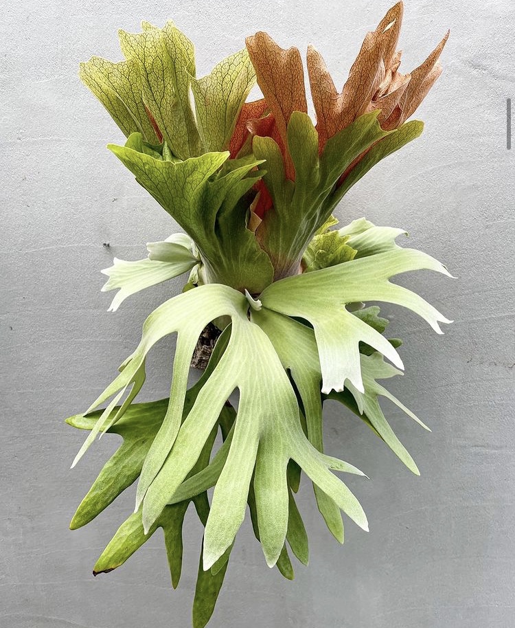 p. wallichii × willinckii platycerium hybrid vandaka plants
