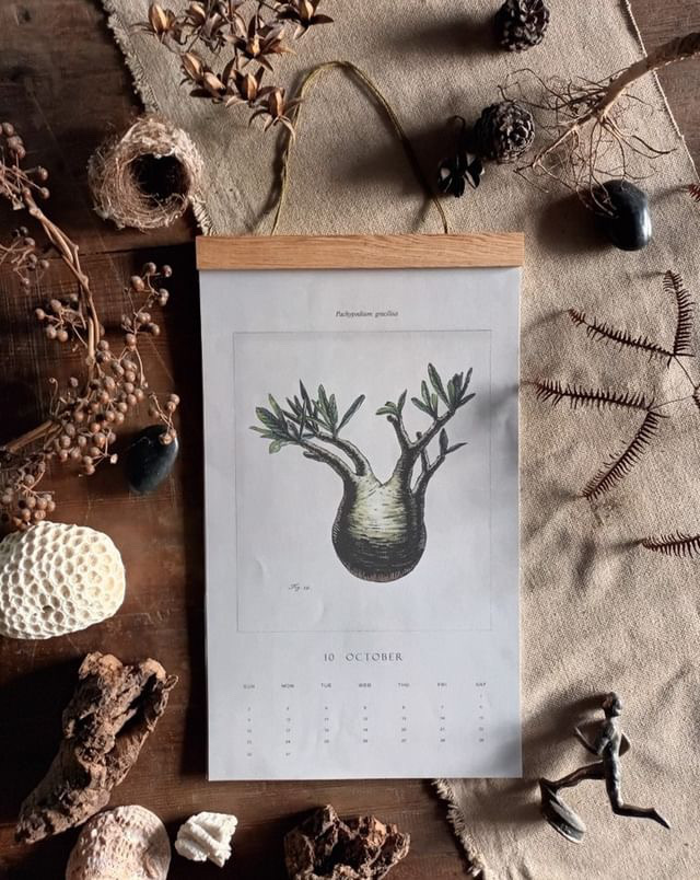 platycerium vandaka plants calendar 2022 Hsueh Yu-hsin aroid anthurium alocasia philodendron pachypodium gracilius ビカクシダ バンダカ プランツ アロイド アロカシア 植物カレンダー アンスリウム フィロデンドロン パキポディウム グラキリス