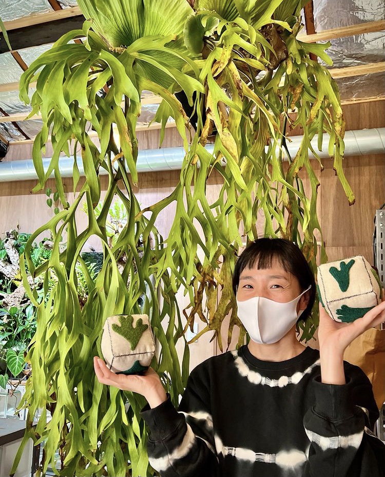 vandaka plants バンダカ プランツ platycerium coronarium ビカクシダ コロナリウム ビカクサイコロ 京都 ショウルーム オープンデイ