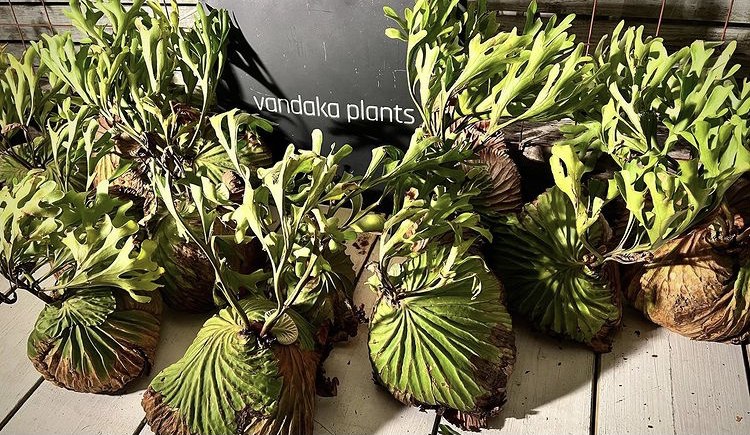 vandaka plants バンダカ プランツ platycerium coronarium ビカクシダ リドレイ ワイルド 京都 ショウルーム オープンデイ コウモリラン