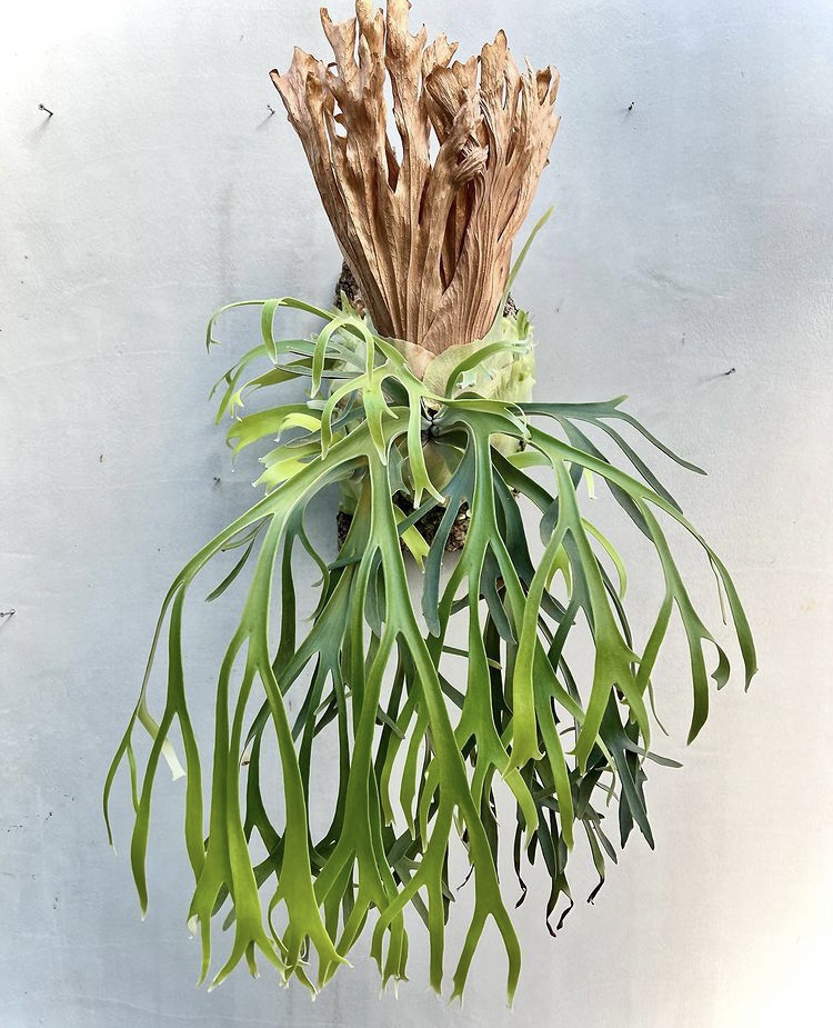 ビカクシダ vandaka plants バンダカ プランツ platycerium willinckii "NFS" NotForSale ウィリンキー 京都 Kyoto showroom ショウルーム オープンデイ 専門店 販売 コウモリラン