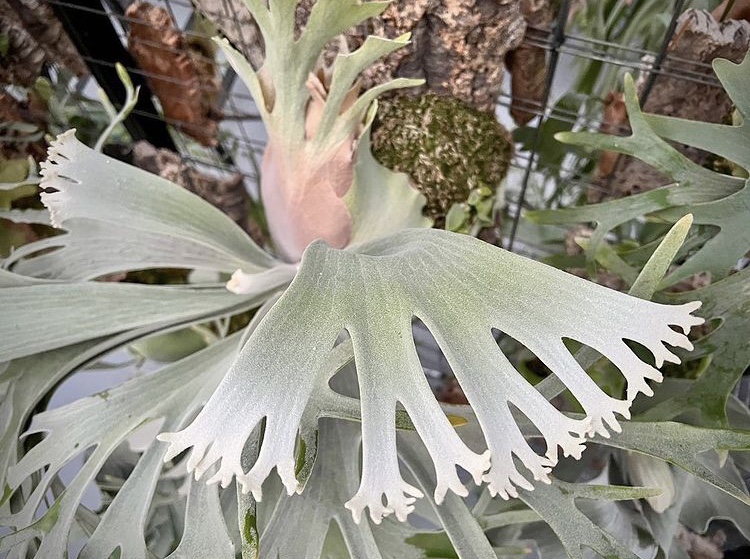 ビカクシダ vandaka plants バンダカ プランツ platycerium willinckii Celso　Tatsuta  ウィリンキー セルソ タツタ 京都 Kyoto showroom ショウルーム オープンデイ 専門店 販売 コウモリラン 謹賀新年 2022