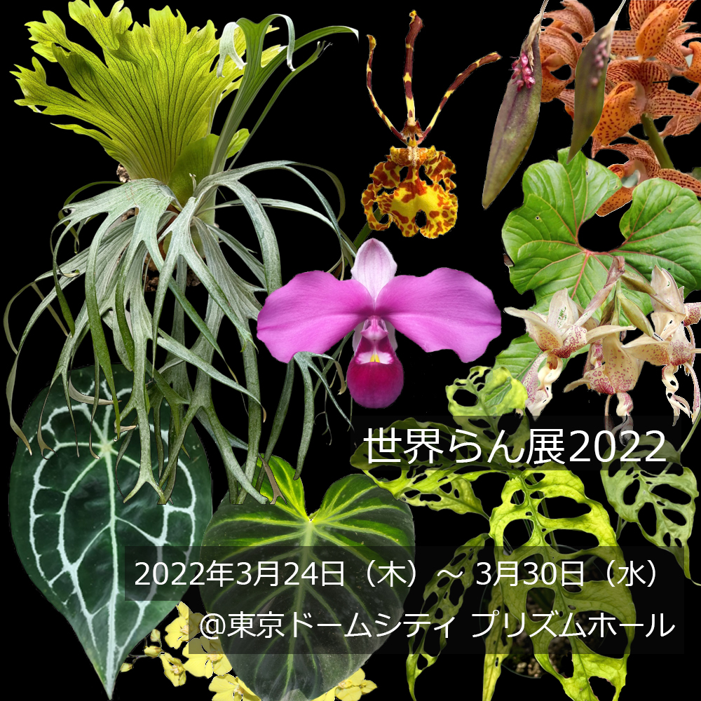 ビカクシダ vandaka plants バンダカ プランツ platycerium 世界らん展2022 orchid Peru monstera obliqua モンステラ オブリクア 蘭 専門店 販売 コウモリラン