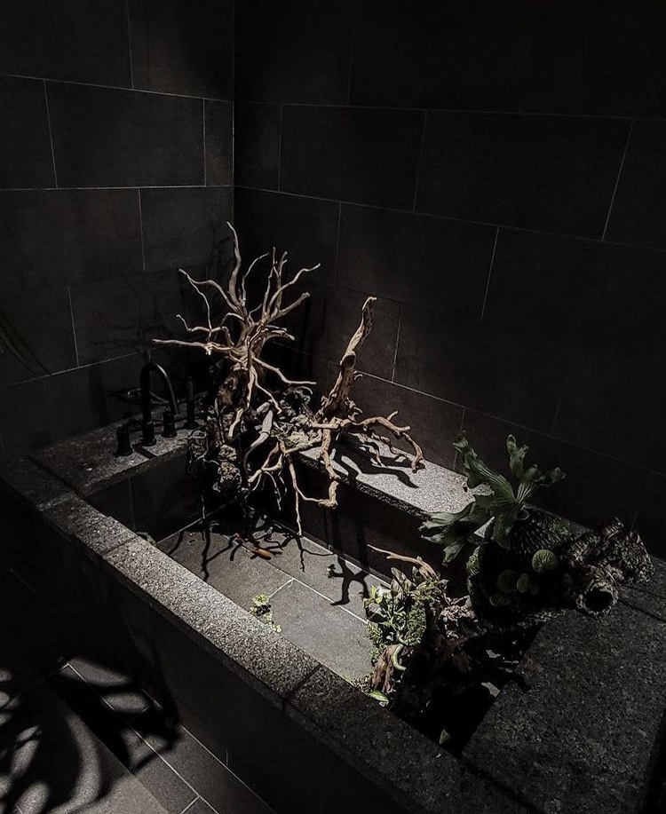 ビカクシダ vandaka plants バンダカ プランツ platycerium コウモリラン last stay at hotel koe tokyo yomafig 谷尻誠 suppose design office 建築 デザイン 渋谷 東京 tokyo shibuya インスタレーション installation art