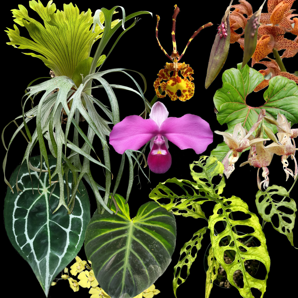 ビカクシダ vandaka plants バンダカ プランツ platycerium 世界らん展2022 orchid Peru monstera obliqua モンステラ オブリクア 蘭 専門店 販売 コウモリラン