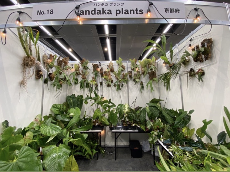 ビカクシダ vandaka plants バンダカ プランツ platycerium 世界らん展2022 orchid Peru monstera obliqua モンステラ オブリクア 蘭 anthrium regale アンスリウム レガレ 馬喰町  GALLERY TOKYO 専門店 販売 コウモリラン ペルー Peru 原種