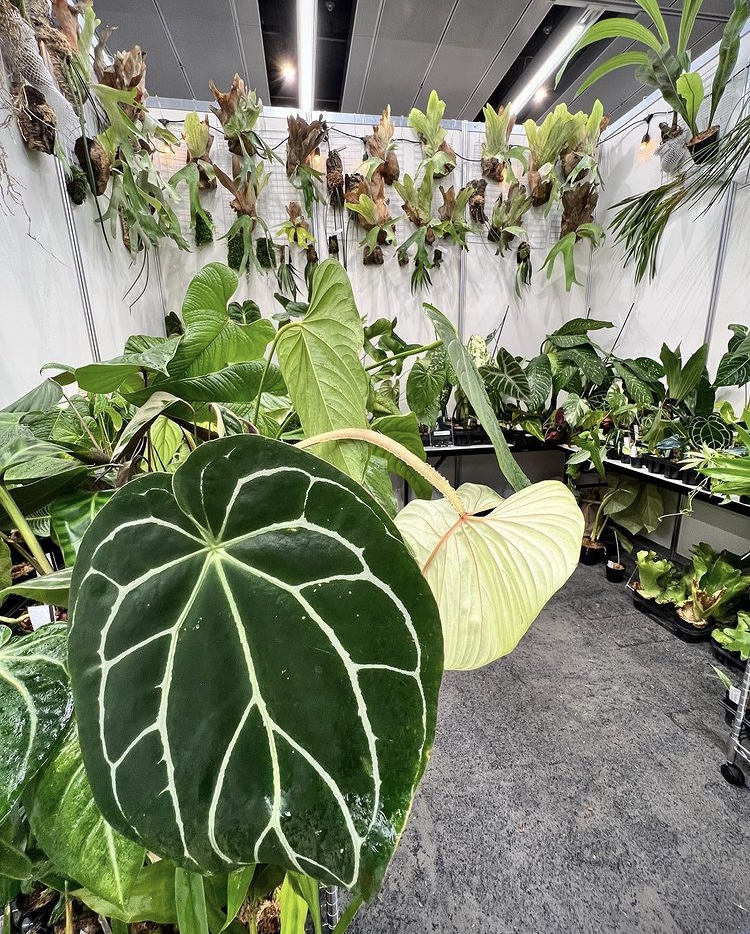 ビカクシダ anthrium veitchii ベイチ― アンスリウム　vandaka plants バンダカ プランツ platycerium 世界らん展2022 orchid Peru monstera obliqua モンステラ オブリクア 蘭 anthrium regale アンスリウム レガレ 馬喰町  GALLERY TOKYO 専門店 販売 コウモリラン ペルー Peru 原種