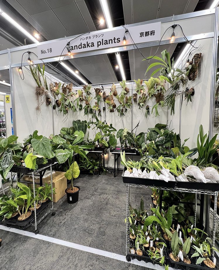 ビカクシダ anthrium veitchii ベイチ― アンスリウム　vandaka plants バンダカ プランツ platycerium 世界らん展2022 orchid Peru monstera obliqua モンステラ オブリクア 蘭 anthrium regale アンスリウム レガレ 馬喰町  GALLERY TOKYO 専門店 販売 コウモリラン ペルー Peru 原種