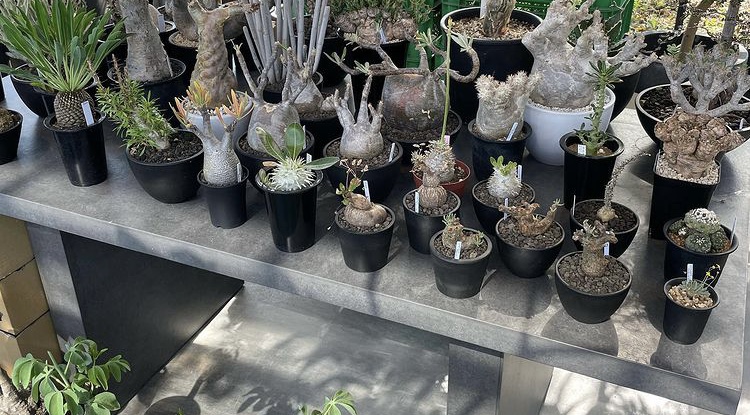 ビカクシダ vandaka plants バンダカ プランツ platycerium さんたあな植物園 久留米 福岡 九州 植物イベント　SANTAANAgarden 久留米緑地センター コルク 販売 コウモリラン アガベ コーデックス agave codex