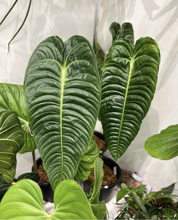 ビカクシダ vandaka plants バンダカ プランツ platycerium 世界らん展2022 orchid Peru monstera obliqua モンステラ オブリクア 蘭 veitchii ベイチ― anthrium regale アンスリウム レガレ kyoto showroom 京都ショウルーム 専門店 販売 コウモリラン ペルー Peru 原種