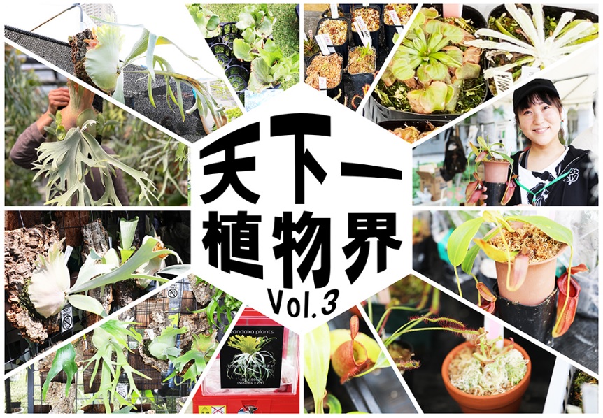 ビカクシダ vandaka plants バンダカ プランツ platycerium 天下一植物界 iイベント レポート takasho garden story タカショー ガーデン ストーリー 専門店 販売 コウモリラン 食中植物 サイト 掲載