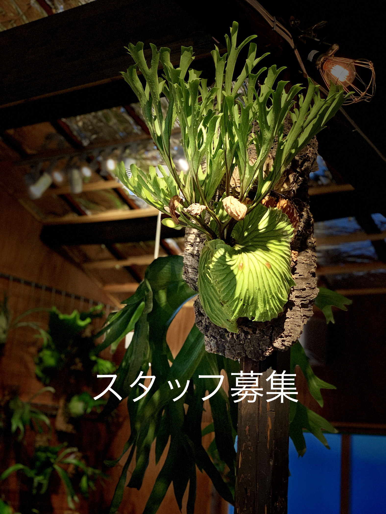 ビカクシダ 専門店 vandaka plants バンダカ プランツ platycerium 東京 京都 スタッフ募集 アルバイト aroid philodendron anthurium monstera アロイド フィロデンドロン アンスリウム モンステラ コウモリラン