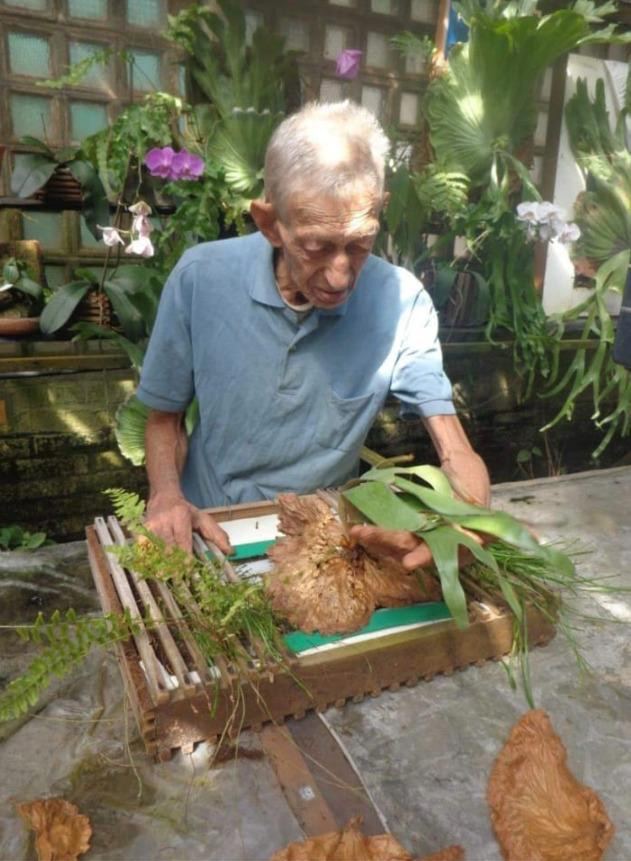 legend legendary story staghorn fern willinckii Pedro Celso Tatsuta Durval Nunes veitchii ペドロ セルソ ダーバル ヌネス カルロス タツタ レジェンド 巨匠 めぐる旅 super grande ビカクシダ 専門店 vandaka plants バンダカ プランツ platycerium tokyo kyoto 東京 京都 japan ブラジル brazil 