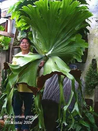 legend legendary story staghorn fern willinckii Pedro Celso Tatsuta Durval Nunes veitchii ペドロ セルソ ダーバル ヌネス カルロス タツタ レジェンド 巨匠 めぐる旅 super grande ビカクシダ 専門店 vandaka plants バンダカ プランツ platycerium tokyo kyoto 東京 京都 japan ブラジル brazil 