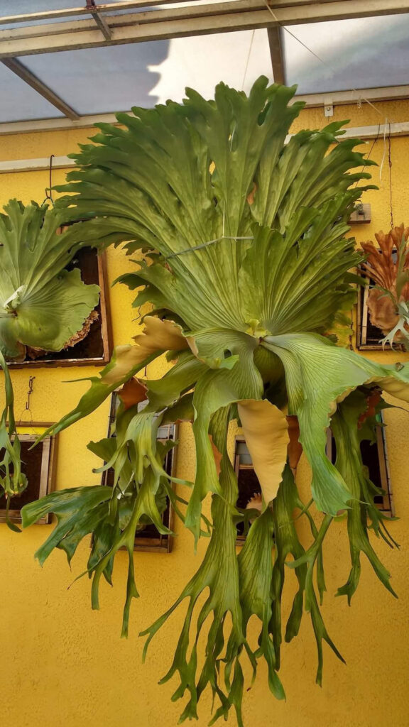 legend legendary story staghorn fern willinckii Pedro Celso Tatsuta Durval Nunes veitchii ペドロ セルソ ダーバル ヌネス カルロス タツタ レジェンド 巨匠 めぐる旅 super grande ビカクシダ 専門店 vandaka plants バンダカ プランツ platycerium tokyo kyoto 東京 京都 japan ブラジル brazil 