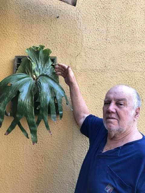 legend legendary story staghorn fern willinckii Pedro Celso Tatsuta Durval Nunes veitchii ペドロ セルソ ダーバル ヌネス カルロス タツタ レジェンド 巨匠 めぐる旅 super grande ビカクシダ 専門店 vandaka plants バンダカ プランツ platycerium tokyo kyoto 東京 京都 japan ブラジル brazil 