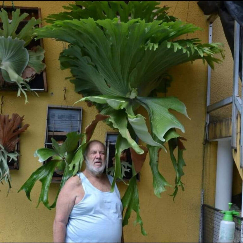 legend legendary story staghorn fern willinckii Pedro Celso Tatsuta Durval Nunes veitchii ペドロ セルソ ダーバル ヌネス カルロス タツタ レジェンド 巨匠 めぐる旅 super grande ビカクシダ 専門店 vandaka plants バンダカ プランツ platycerium tokyo kyoto 東京 京都 japan ブラジル brazil 