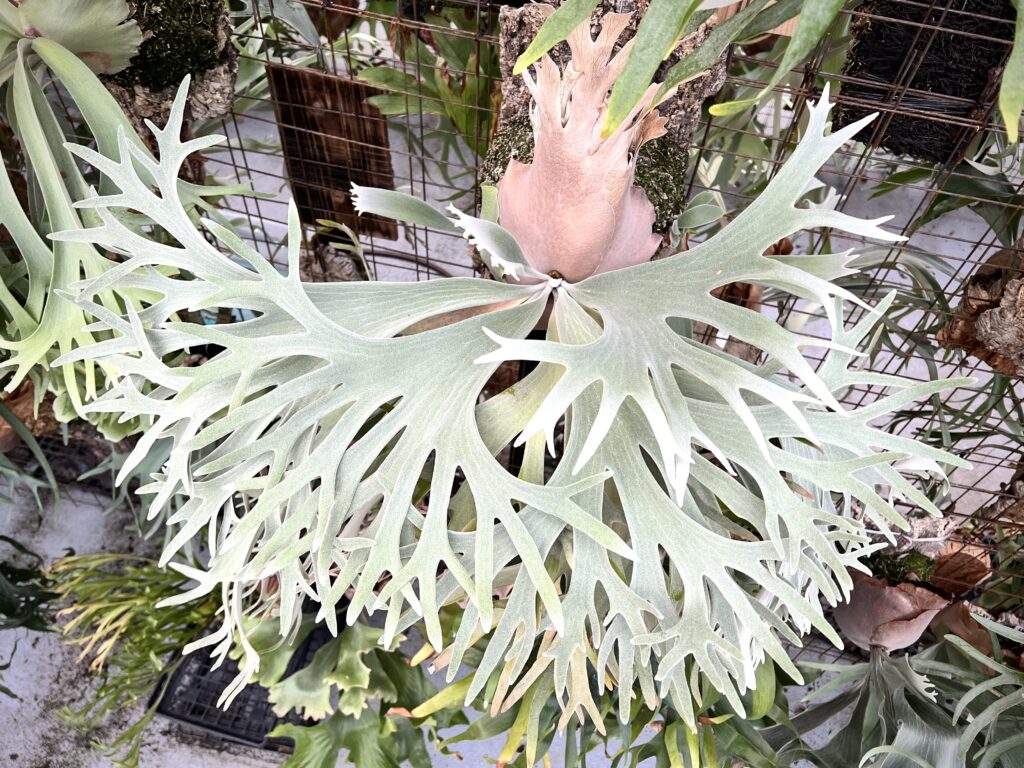 legend legendary story staghorn fern willinckii Celso Tatsuta veitchii セルソ  カルロス タツタ レジェンド 巨匠 めぐる旅 ビカクシダ 専門店 vandaka plants バンダカ プランツ platycerium tokyo kyoto 東京 京都 japan ブラジル brazil 