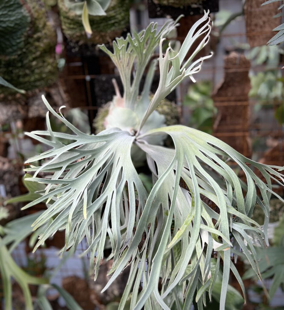 legend legendary story staghorn fern willinckii Pedro Tatsuta veitchii ペドロ カルロス タツタ レジェンド 巨匠 めぐる旅 1980年代 ビカクシダ 専門店 vandaka plants バンダカ プランツ platycerium tokyo kyoto 東京 京都 japan ブラジル brazil 