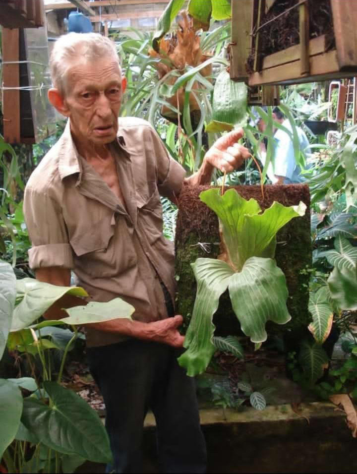 legend legendary story staghorn fern willinckii Pedro Celso Tatsuta Durval Nunes veitchii ペドロ セルソ ダーバル ヌネス カルロス タツタ レジェンド 巨匠 めぐる旅 super grande ビカクシダ 専門店 vandaka plants バンダカ プランツ platycerium tokyo kyoto 東京 京都 japan ブラジル brazil 