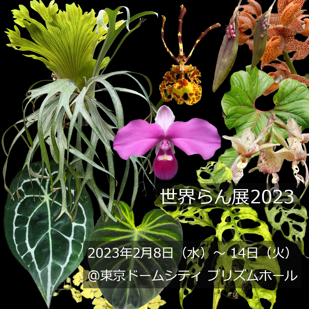 ビカクシダ vandaka plants バンダカ プランツ platycerium 世界らん展2023 orchid Peru monstera obliqua モンステラ オブリクア 蘭 anthrium regale アンスリウム レガレ 馬喰町  GALLERY TOKYO 専門店 販売 コウモリラン ペルー Peru 原種