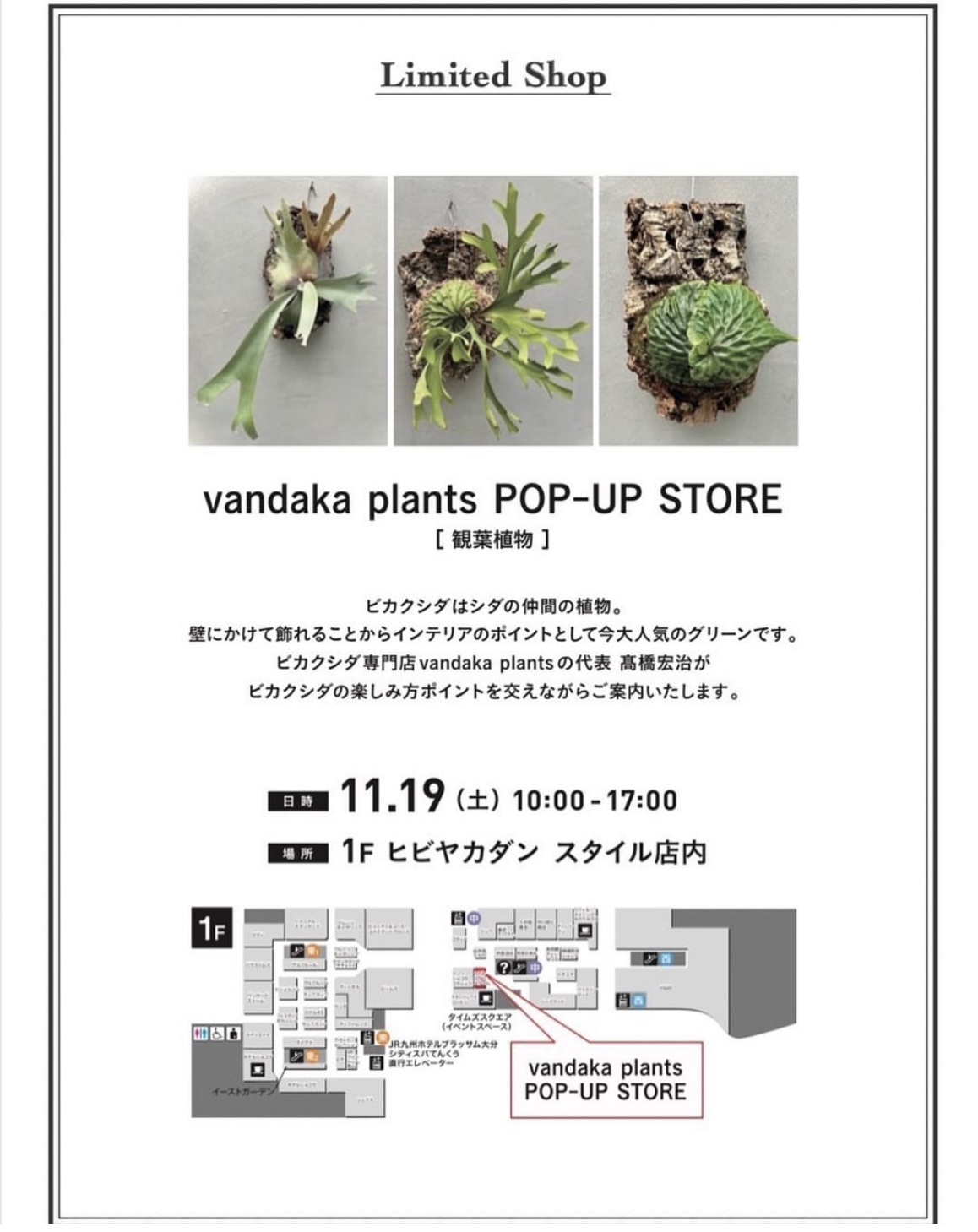 ビカクシダ kitshakoodiense Ploy-Ratana 大株 ビカクシダ kitshakoodiense Ploy-Ratana 大株 P. x kitshakoodiense