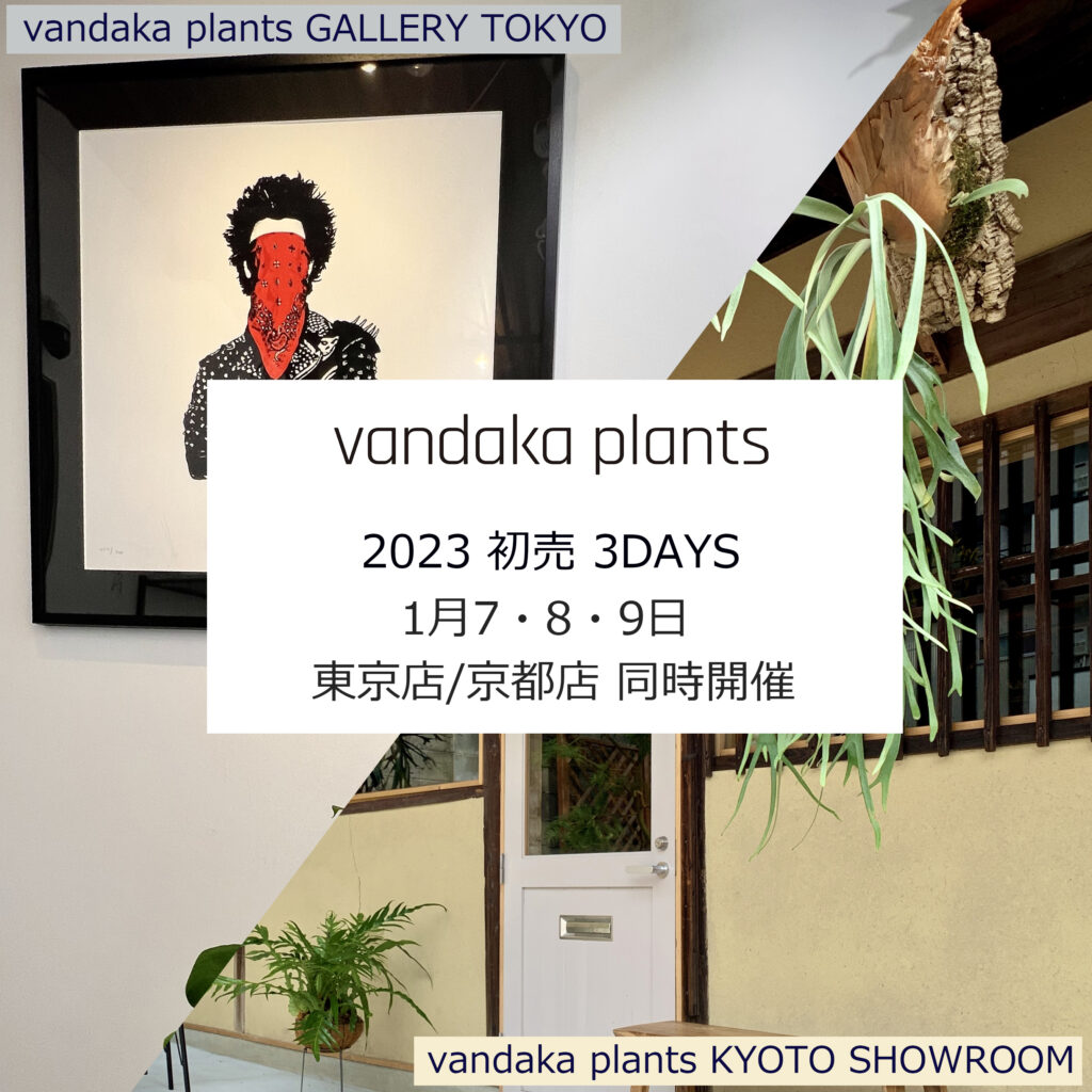 ビカクシダ 専門店 vandaka plants バンダカ プランツ platycerium KYOTO SHOWROOM 京都店 東京店 GALLERY TOKYO aroid philodendron anthurium monstera アロイド フィロデンドロン アンスリウム モンステラ コルク 販売 コウモリラン 謹賀新年 2023 初売り 初売 クジ