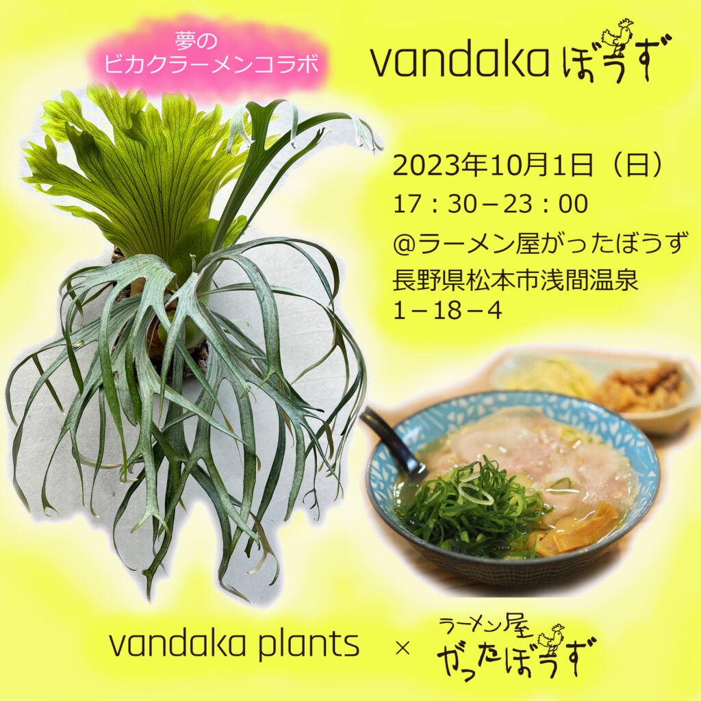 P.celebes ビカクシダ コウモリラン 【vandaka】