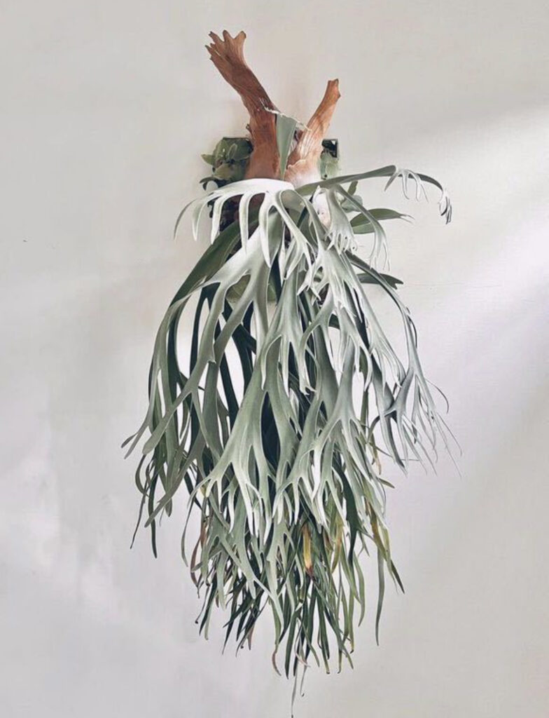 コラム】 ビカクシダ 2つの 