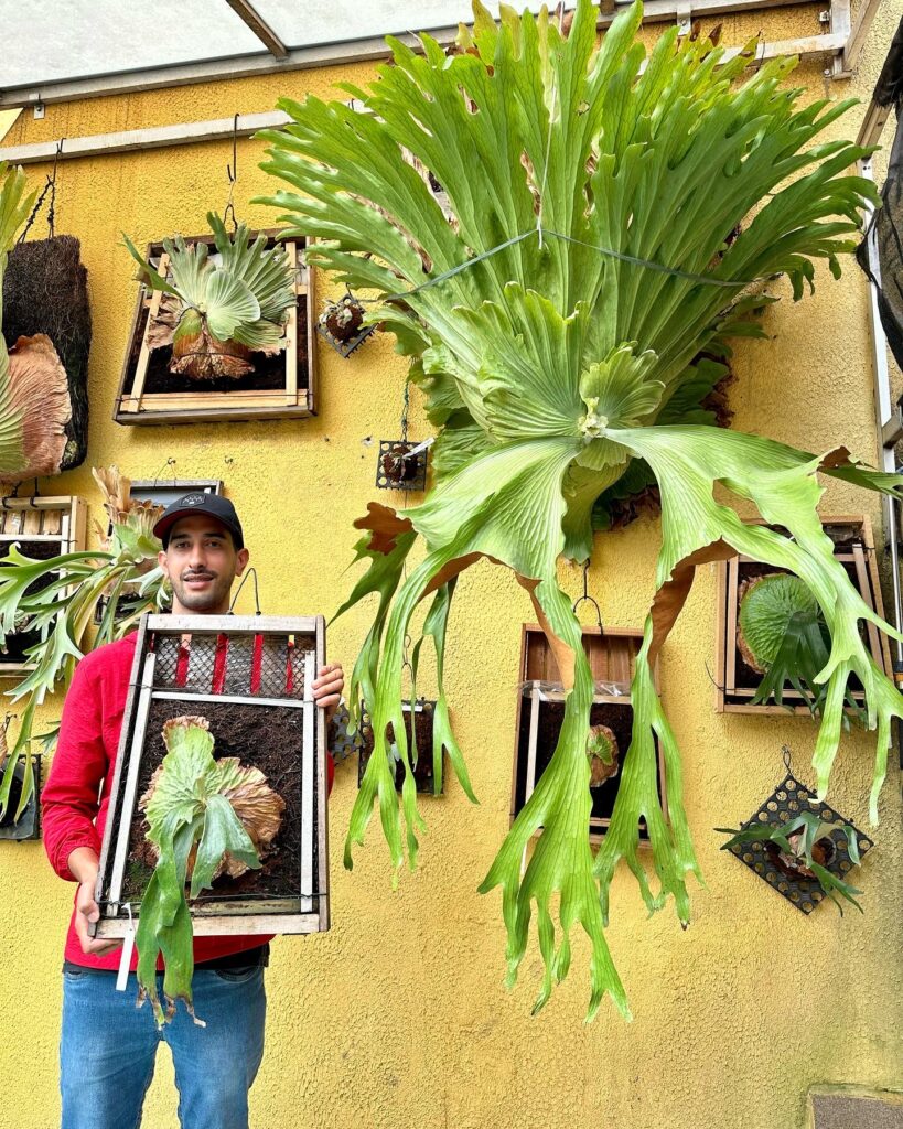 ビカクシダ 専門店 vandaka plants バンダカ プランツ platycerium レジェンドをめぐる旅 ブラジル searching for platycerium legends brazil 原種をめぐる旅 ペルー searching for platycerium andinum peru 旅行記 原生地 巡礼 旅 journey 
pilgrimage natural habitat pero celso durval nunes carlos tatsuta ペドロ セルソ ダーバル ヌネス カルロス タツタ サンパウロ amazon jungle アマゾン ジャングル 自生地 wild fieldwork 　フィールドワーク