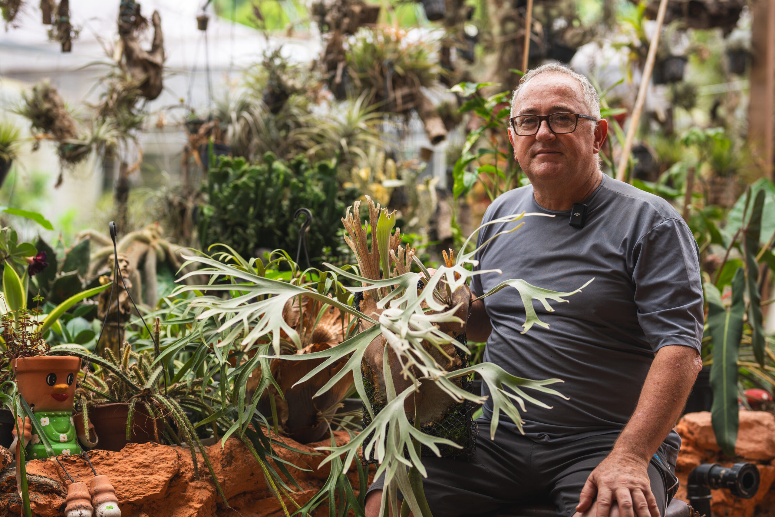 旅行記】ブラジル ビカクシダ レジェンドをめぐる旅 4日目