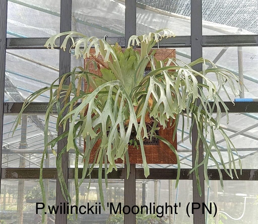 ビカクシダ 専門店 vandaka plants バンダカ プランツ platycerium willinckii Moonlight pn ウィリンキー ムーンライト ピーエヌ