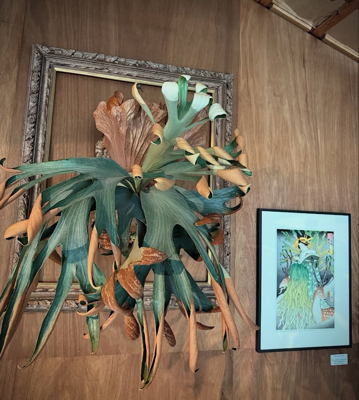 ビカクシダ〜kiyohime〜vandaka plants P. willinckii '金童' (original) こちらの美しい株を ヤフオク