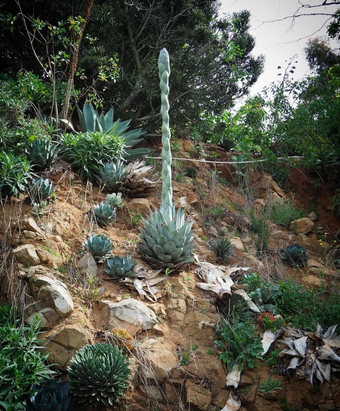 イベント告知】ならの植物園 2025 3月22日(土)・23日(日) 10:00-1600