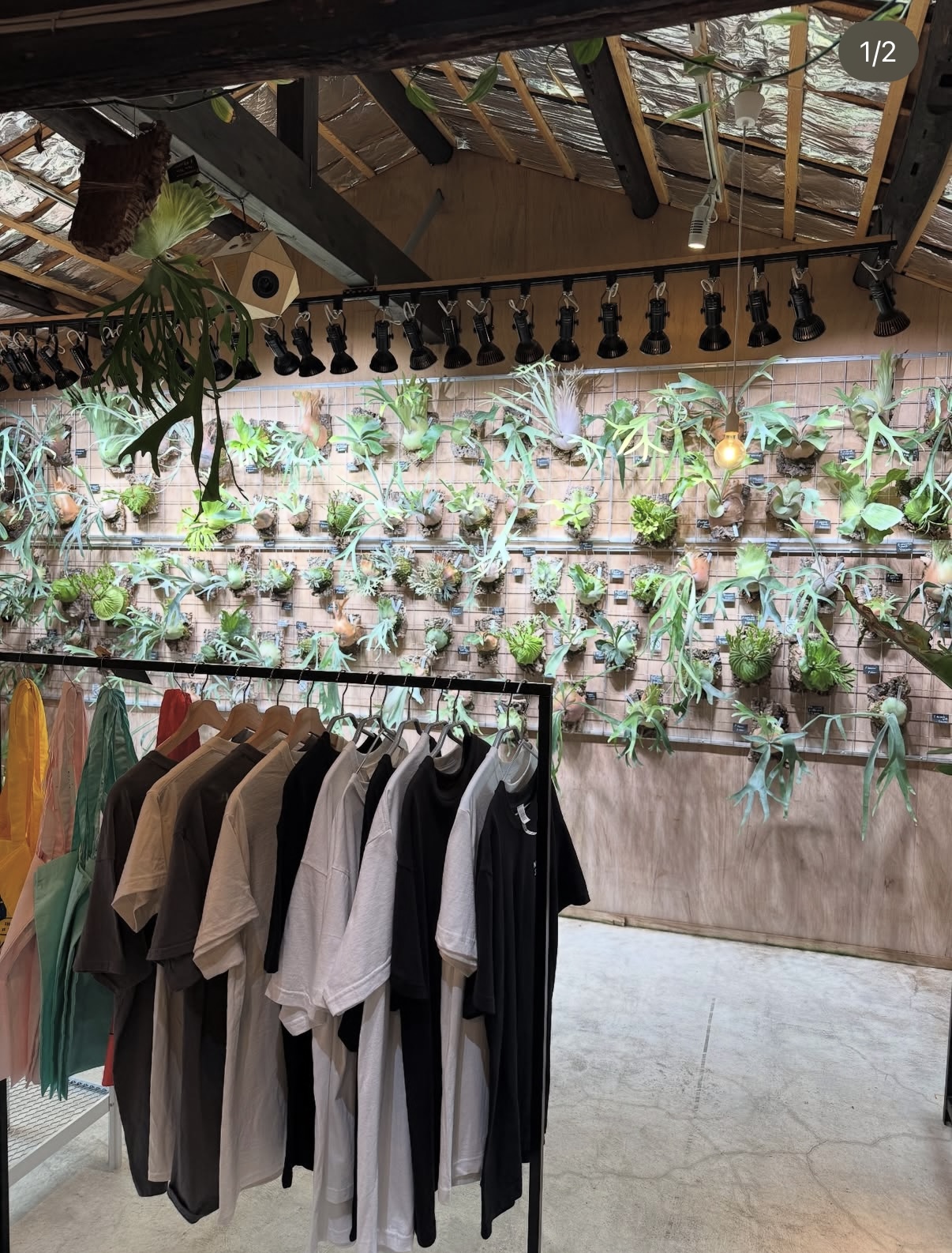 ビカクショップ 京都店営業日】7/12・13・19・20・21・24・26・31- ビカクシダ vandaka