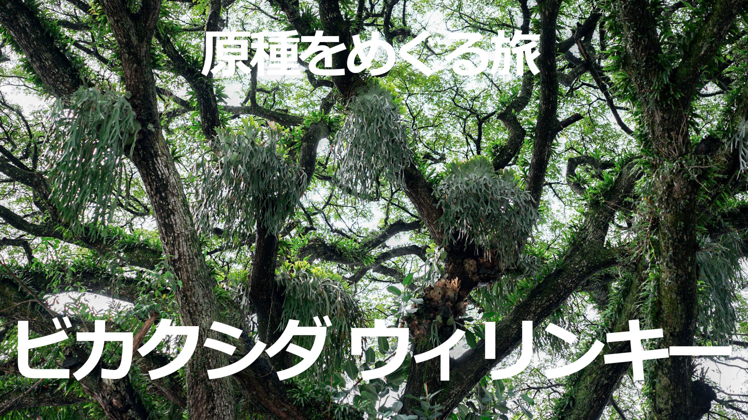 ビカクシダ　ウィリンキー（原種） ビカクシダの原種18種類と品種ごとの自生地・特徴・育て方のまとめ