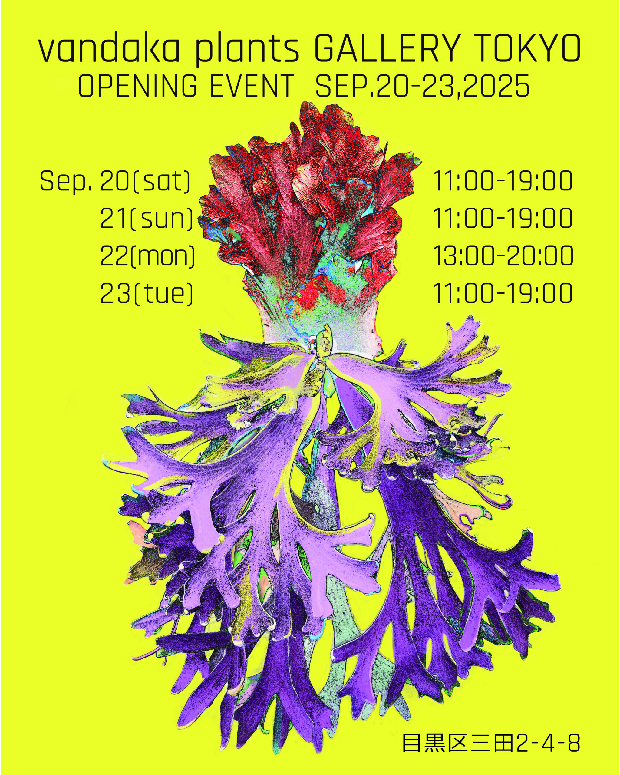 ハクナマタタ　親株　ビカクシダ　バンダカプランツ ハクナマタタ 親株 ビカクシダ バンダカプランツ 現品) ビカクシダ