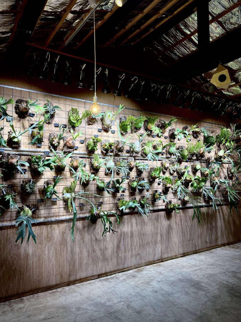 ビカクシダ 専門店 vandaka plants バンダカ プランツ platycerium KYOTO SHOWROOM 京都店 ショウルーム オープンデイ 営業日 aroid philodendron anthurium monstera アロイド フィロデンドロン アンスリウム モンステラ コルク 販売 コウモリラン コロナリウム coronarium