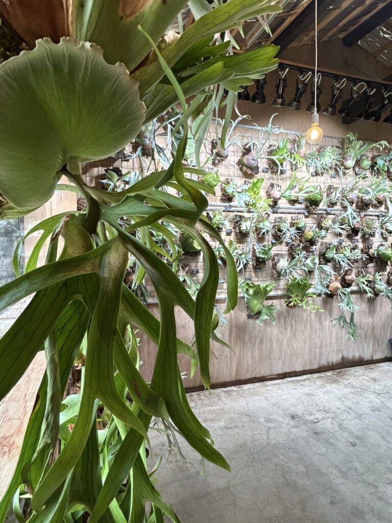 ビカクシダ 専門店 vandaka plants バンダカ プランツ platycerium KYOTO SHOWROOM 京都店 ショウルーム オープンデイ 営業日 aroid philodendron anthurium monstera アロイド フィロデンドロン アンスリウム モンステラ コルク 販売 コウモリラン コロナリウム coronarium