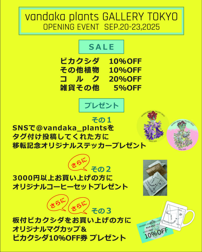 ビカクシダ vandaka plants バンダカ プランツ platycerium GALLERY TOKYO お知らせ 東京店 移転 イベント 恵比寿 ebisu 目黒 meguro 観葉植物 専門店 ornamental plants 三田 mita anthurium monstera アロイド フィロデンドロン アンスリウム モンステラ コルク 販売 コウモリラン