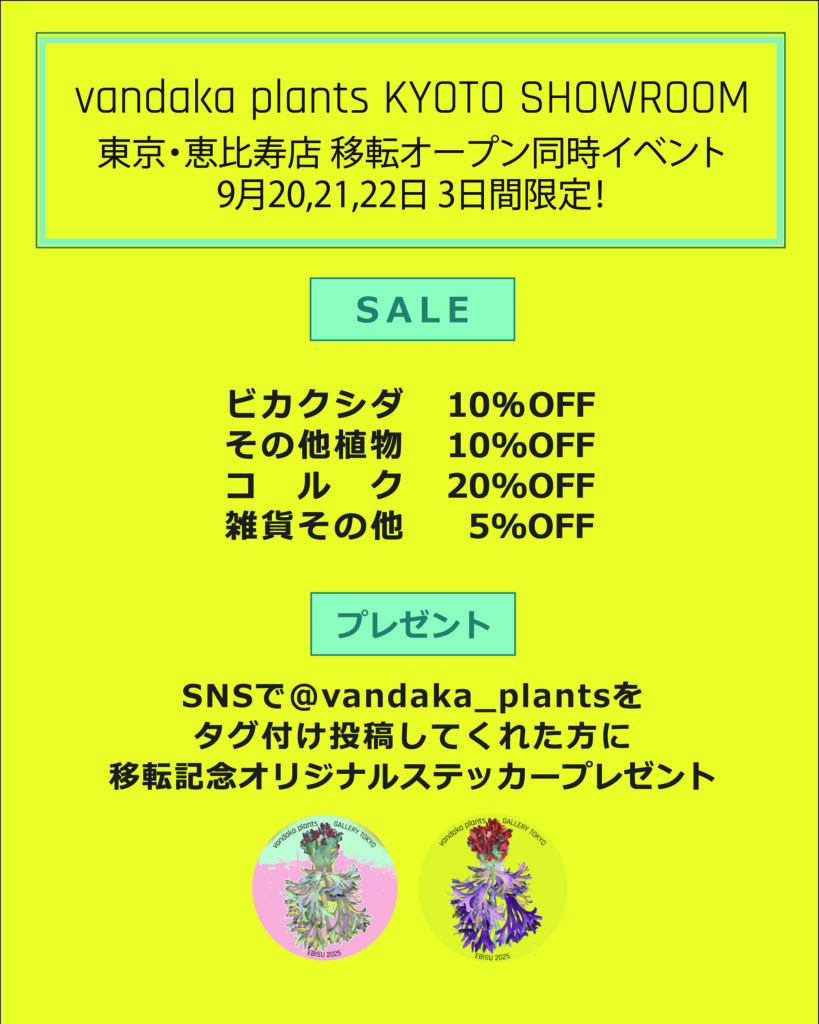 ビカクシダ vandaka plants バンダカ プランツ platycerium KYOTO SHOWROOM お知らせ 京都店 東京店 移転 同時イベント  観葉植物 専門店 ornamental plants anthurium monstera アロイド フィロデンドロン アンスリウム モンステラ コルク 販売 コウモリラン