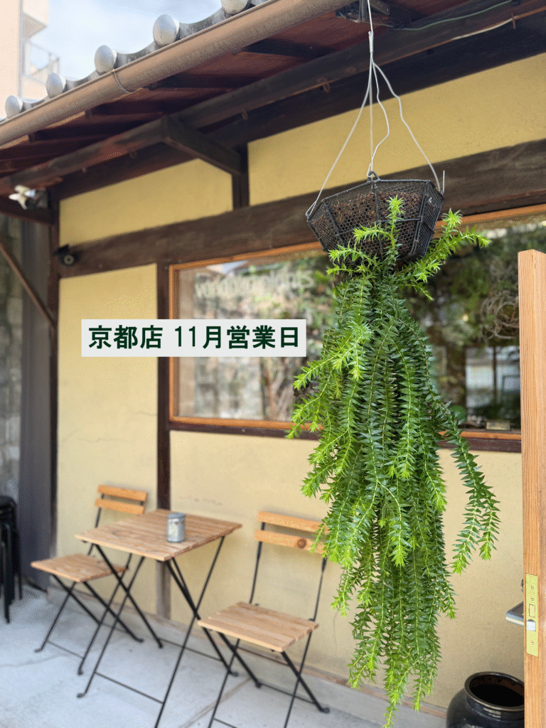 ビカクシダ 専門店 vandaka plants バンダカ プランツ platycerium KYOTO SHOWROOM 京都店 ショウルーム オープンデイ 営業日 aroid philodendron anthurium monstera アロイド フィロデンドロン アンスリウム モンステラ コルク 販売 コウモリラン コロナリウム coronarium