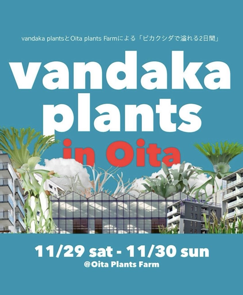 ビカクシダ vandaka plants バンダカ プランツ platycerium 大分プランツファーム 大分 九州 植物イベント 販売 コウモリラン アロイド 蘭 ビカク　oita plants farm