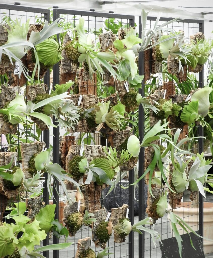 ビカクシダ vandaka plants バンダカ プランツ platycerium 大分プランツファーム 大分 九州 植物イベント 販売 コウモリラン アロイド 蘭 ビカク　oita plants farm