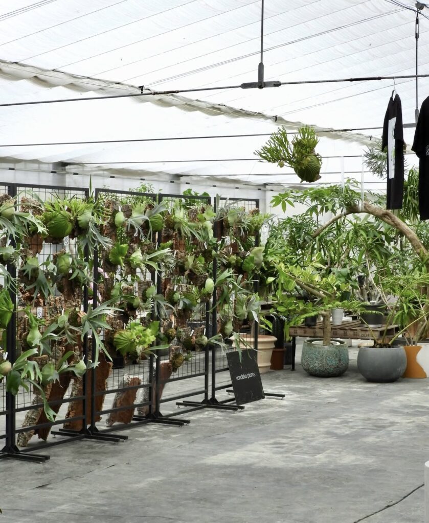 ビカクシダ vandaka plants バンダカ プランツ platycerium 大分プランツファーム 大分 九州 植物イベント 販売 コウモリラン アロイド 蘭 ビカク　oita plants farm