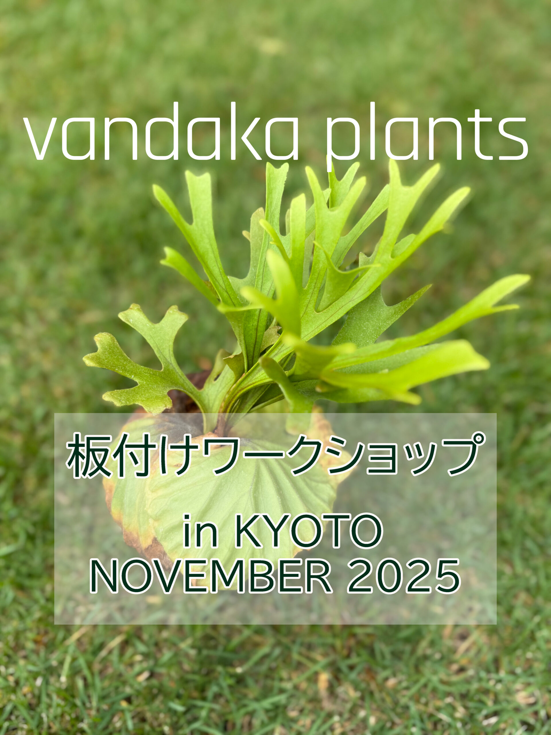 ビカクシダ 板付ワークショップ @京都店 11/1-3- ビカクシダ vandaka