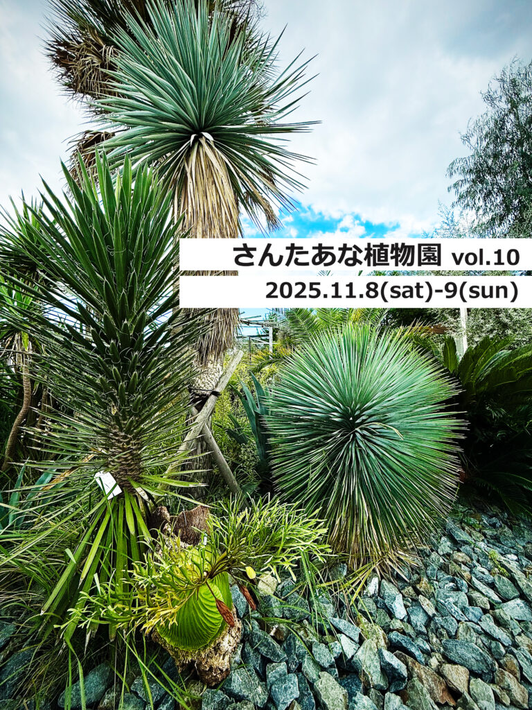 ビカクシダ vandaka plants バンダカ プランツ platycerium さんたあな植物園 久留米 福岡 九州 植物イベント　SANTAANAgarden 久留米緑地センター コルク 販売 コウモリラン アガベ コーデックス agave codex