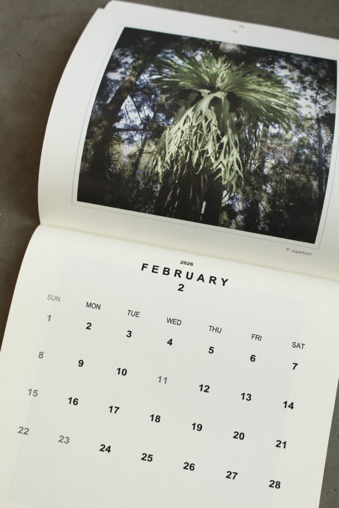 ビカクシダ 専門店 vandaka plants バンダカ プランツ platycerium カレンダー 2026 calendar australia 原生地 原種 暦 プレゼント