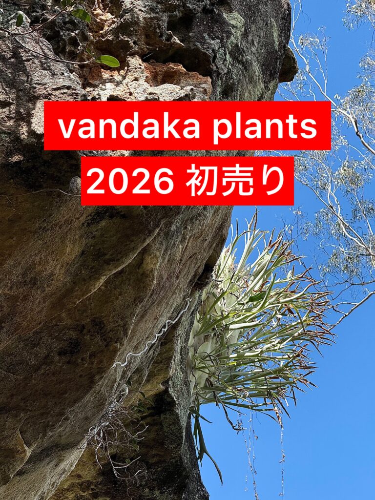 ビカクシダ 専門店 vandaka plants バンダカ プランツ platycerium KYOTO SHOWROOM 京都店 ショウルーム GALLERY TOKYO 東京店 恵比寿 観葉植物 初売り イベント 2026 正月 aroid philodendron anthurium monstera アロイド フィロデンドロン アンスリウム モンステラ コルク 販売 コウモリラン ベイチー ビーチ― veitchii 原生地 原種 australia 福袋 くじ lucky bag 新年 new year event